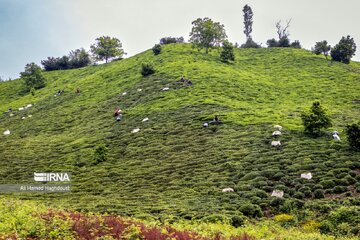 Iran : le thé de Lahijan