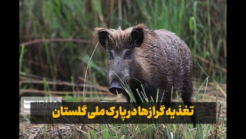 فیلم| تغذیه گرازها در پارک ملی گلستان