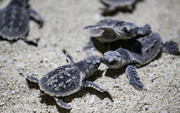 Nacen las primeras crías de tortuga carey en Kish