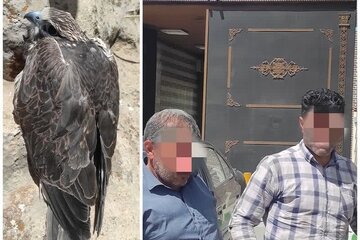 کشف و ضبط ۲ بهله پرنده شکاری از قاچاقچیان در کرمانشاه