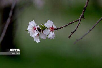 همدان خنک‌ می‌شود