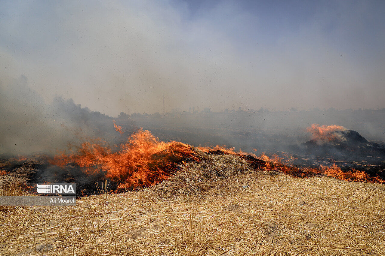 ته‌سیگار و سوزاندن کاه‌وکلش، عامل اصلی آتش‌سوزی در گندمزارهای گلستان است