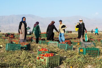 رنجنامه زنان «گوجه‌چین» در کهگیلویه