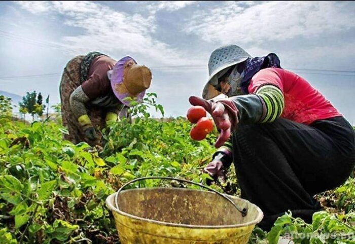 مرثیه ای ناتمام برای زنان کارگر گوجه چین کهگیلویه