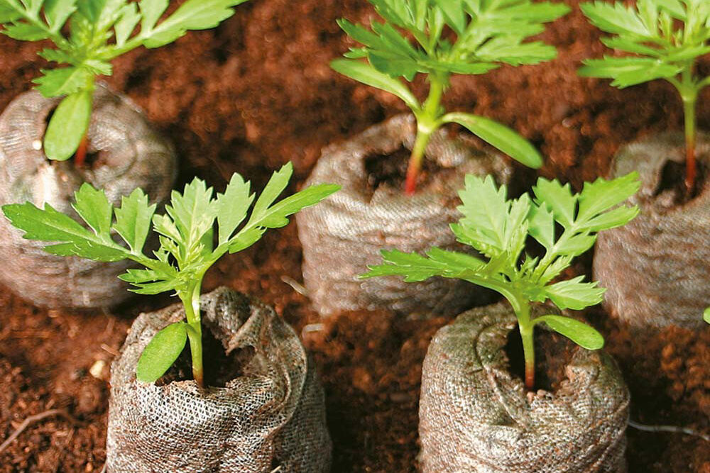 چگونه از محیطزیست مراقبت کنیم؟