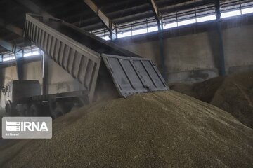 بیش از ۱۲ هزار و ۵۰۰ تن گندم در خراسان رضوی خریداری شد