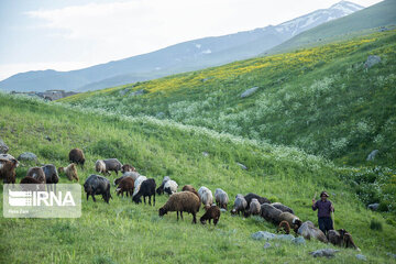 سرمایه ملی زیر پای دام‌های خراسان‌شمالی