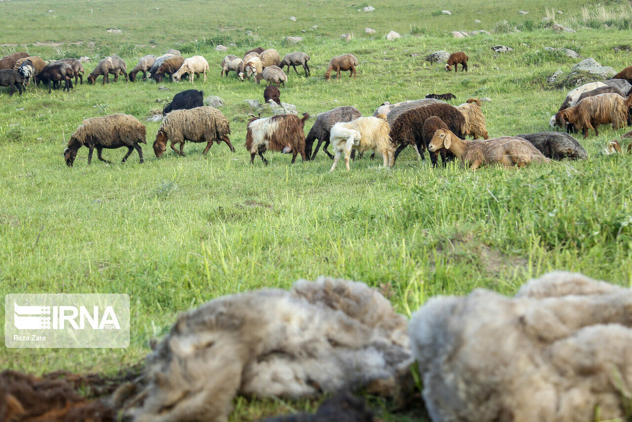 عملیات بذر پاشی در ۴۰ هکتار از مراتع البرز آغاز شد