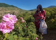 آغاز برداشت گل‌محمدی در آزادشهر+ فیلم