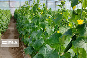 صادرات بیش‌از پنج هزار تن محصول گلخانه‌ای از سیستان و بلوچستان طی ۲ سال