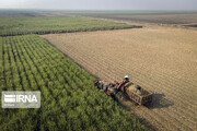 Producidas en Irán 130 millones de toneladas de productos agrícolas durante la Administración del presidente Raisi