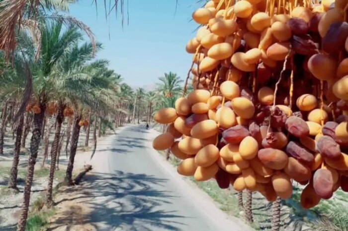 حال ناخوش نخلداران بوشهری