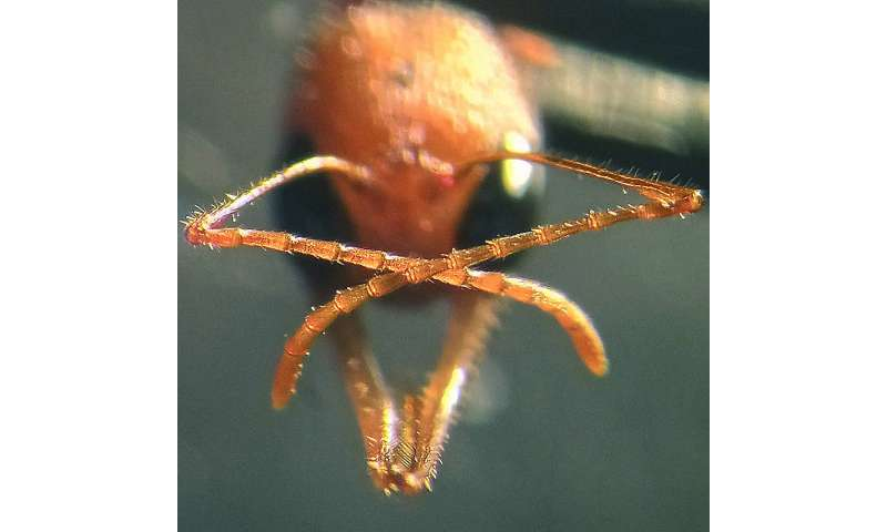 اورکو؛ پروتئینی که بویایی را در مورچه‌ها فعال می‌کند+ فیلم