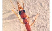 «اورکو»؛ پروتئینی که بویایی را در مورچه‌ها فعال می‌کند+ فیلم