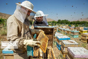 توزیع ۲۵ هزار اصله نهال بین زنبورداران خراسان‌شمالی هدف‌گذاری شد