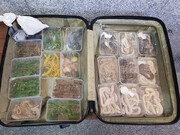 Airport police in Iran seize 120 reptiles