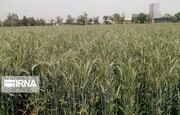 گیاه «تریتیکالا» برای نخستین بار در مزارع ابهر کشت می‌شود