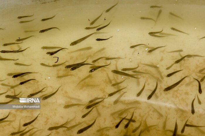 فیلم| رهاسازی ۱۲۰ میلیون قطعه بچه ماهی در ۳۱ رودخانه شیلاتی مازندران