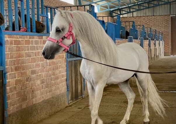 تبار نامهای برای کهنترین اسب