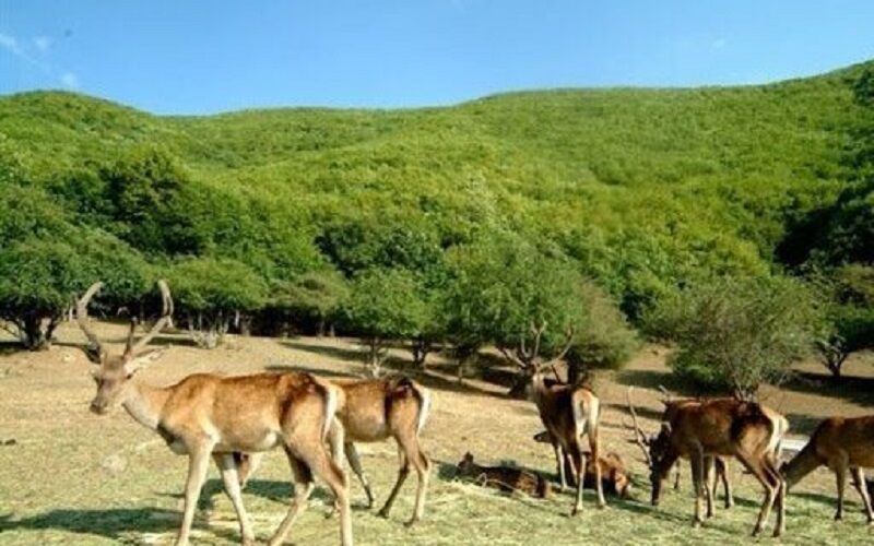 جمعیت حیات وحش آذربایجانشرقی رو به افزایش است جمعیت حیات وحش آذربایجانشرقی رو به افزایش است