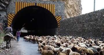 عبور دام به‌جای خودرو در پرترددترین محور کوهستانی کشور