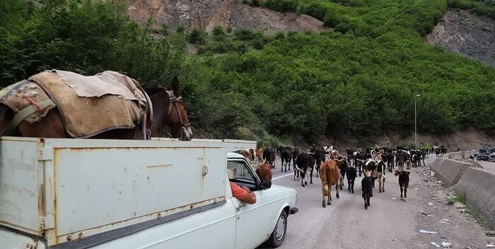 عبور دام بهجای خودرو در پرترددترین محور کوهستانی کشور