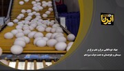 فیلم | جهاد خودکفایی مرغ و تخم مرغ در سیستان و بلوچستان به همت دولت سیزدهم