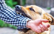 شهرداری خلخال در پی حمله سگ ولگرد به یک شهروند محکوم شد