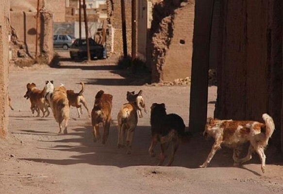 جولان سگ‌های ولگرد و سگ گردانی کابوس شبانه زاهدانی‌ها؛ وقوع ۷۳۷ مورد حیوان گزیدگی