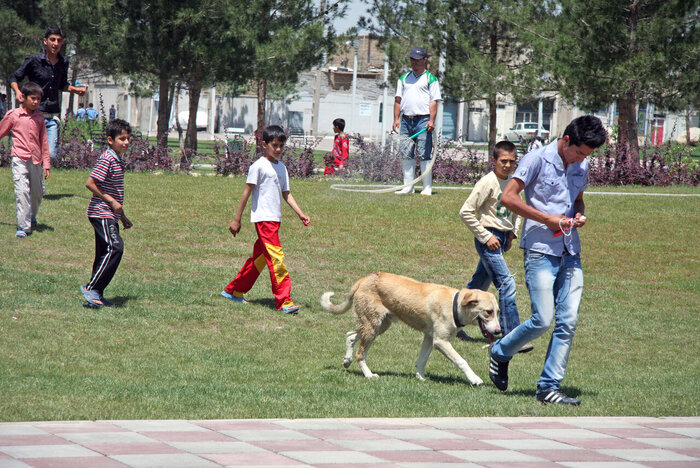 جولان سگهای ولگرد و سگ گردانی کابوس شبانه زاهدانیها؛ وقوع ۷۳۷ مورد حیوان گزیدگی
