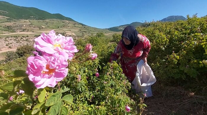 پرورش گل‌محمدی، راهکار اهالی وامنان گلستان برای درآمدزایی