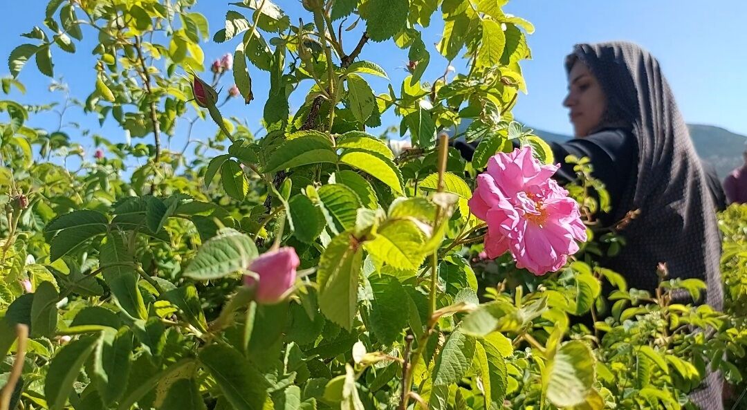 ۵۰ تن گلمحمدی در «جلگه رخ» تربتحیدریه برداشت شد ۵۰ تن گلمحمدی در «جلگه رخ» تربتحیدریه برداشت شد