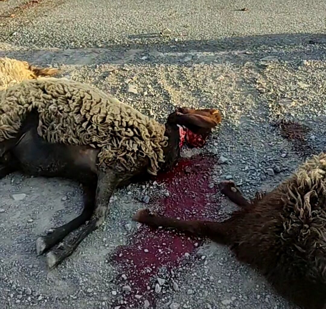 بی احتیاطی راننده منجر به اتلاف چندین راس گوسفند شد + فیلم