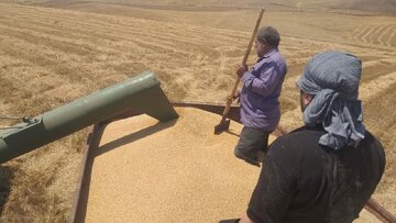 خرید گندم در بیله‌سوار مغان از ۴۸ هزار تن گذشت