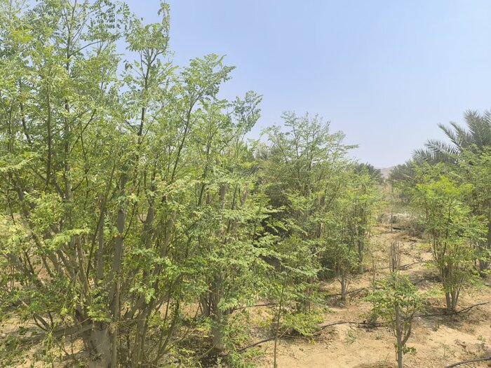 فیلم|برداشت گیاه داروئی مورینگا اولیفرا در قیروکارزین فارس