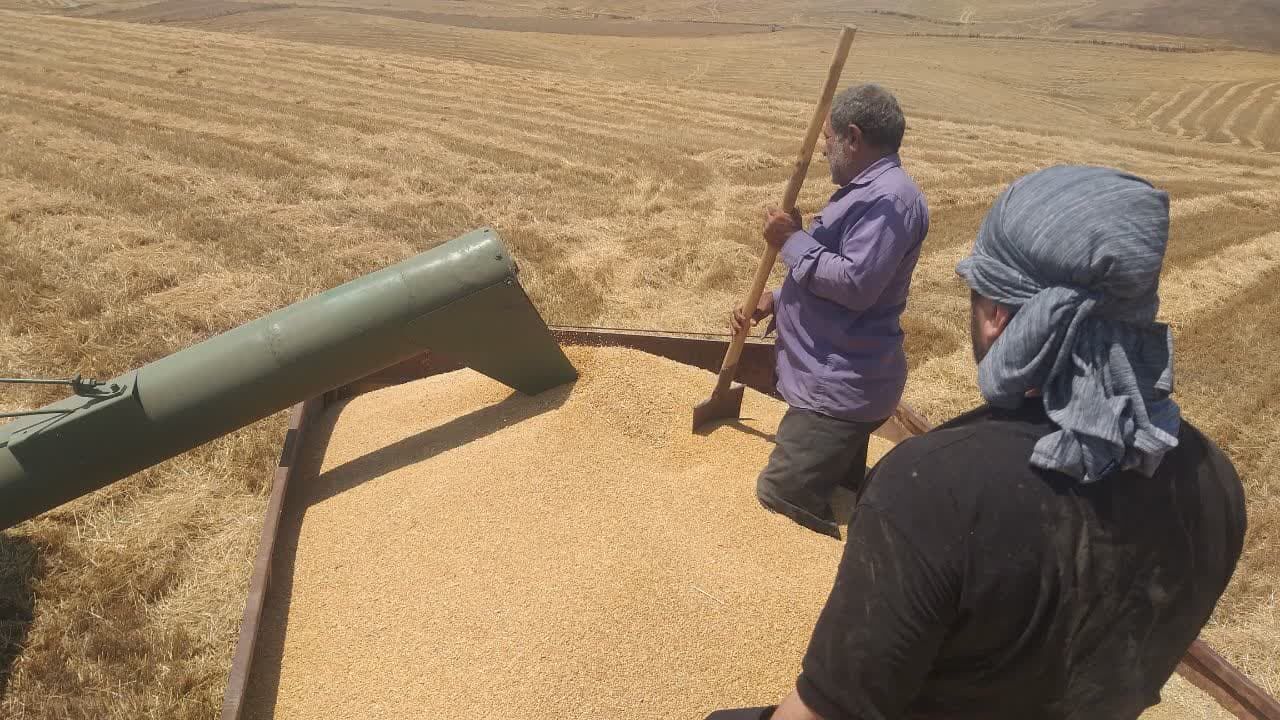 ۵۳ هزار تن گندم از کشاورزان قزوینی خریداری شد