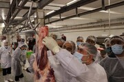 عرضه حدود ۲۰۰ هزار رأس دام برای عیدقربان/۶۰ تن گوشت وارداتی از مغولستان معدوم شد