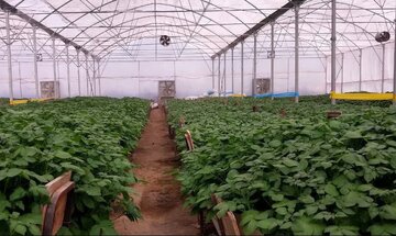 افتتاح گلخانه تولید بذر گواهی شده سیب زمینی در فیروزآباد؛ بهبود چشمگیر تولید