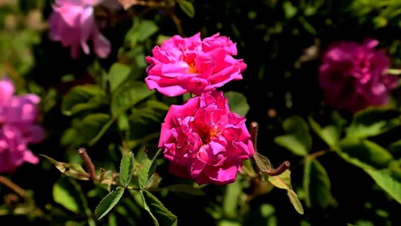 پیشبینی برداشت ۷۰۰ تن گل محمدی در سربیشه پیشبینی برداشت ۷۰۰ تن گل محمدی در سربیشه