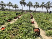 فیلم|برداشت ۵۶هزارتن گوجه‌فرنگی از مزارع قیروکارزین