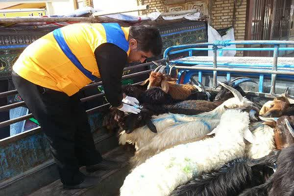 مرکز عرضه و ذبح بهداشتی دام در قرچک راه اندازی شد