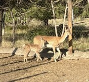 La naissance d’un cerf jaune iranien dans un parc animalier à l'ouest de l’Iran