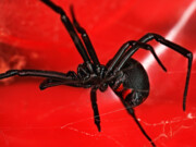 مشاهده عنکبوتی ۱۵ برابر سمی‌تر از مار زنگی در قشم