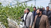 گلخانه هیدروپونیک تولید سبزی و صیفی در ارومیه به بهره برداری رسید