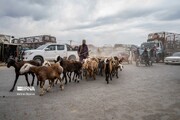 Marché aux bestiaux à la veille de l'Aïd al-Adha à Kaboul