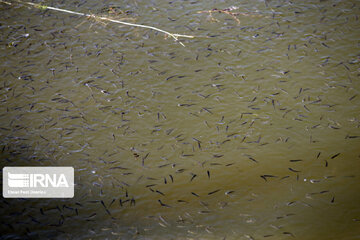 ۴۵۰ هزار قطعه بچه ماهی در رودخانه دز رهاسازی شد