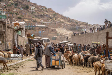 بازار دام کابل در آستانه عید قربان