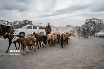 Mercado de ganado de Kabul en vísperas de Eid Al-Adha