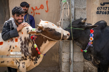 Mercado de ganado de Kabul en vísperas de Eid Al-Adha