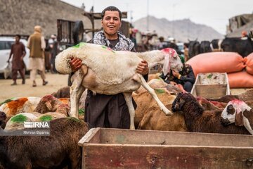 Marché aux bestiaux à la veille de l'Aïd al-Adha à Kaboul
